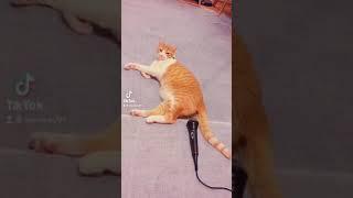 Cat fart better than you (tiktok)