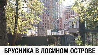 Брусника в Лосином острове. Квартал Метроном с той стороны.