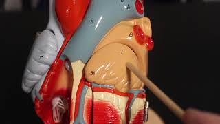 Unit 4 Heart Model