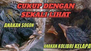 Tips cara membedakan Anakan Burung Sogon & Burung Kolibri kelapa