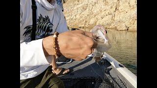 2.75" ribbed paddletail swimbait test at California's Castaic Lake.
