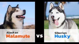 ALASKAN MALAMUTE VS SIBERIAN HUSKY