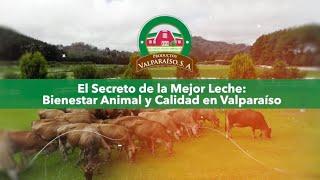 El secreto de mejor leche: Bienestar animal y calidad en Valparaíso