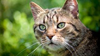 1 Hour of  Cat Meowing Sounds | Entertain Your Cat or Relax Yourself!