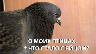 О моих птицах. + Что стало с яйцом?