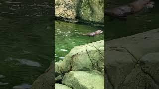 Lindos animalitos.