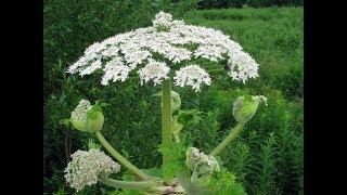 Борщевик Сосновского - экологическое бедствие. Село Кантаурово.г.о.г.Бор