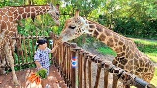 Kasih Makan Jerapah dan Pertunjukan Burung di Bali Safari - Mengenal Binatang untuk Anak