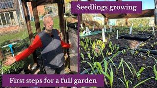 Seeding and seedlings in early spring