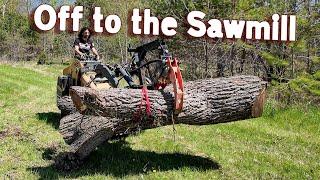 The Power Company Cut Down my Neighbor's Walnut Trees