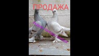 КОЛЛЕКЦИЯ РЕДКИХ ПОРОД ГОЛУБЕЙ. ПРОДАЖА#продажа#голуби#коллекция#sale#pigeon