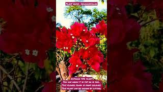 bougainvillea flower #shorts #dhvanisgarden #bougainvillea