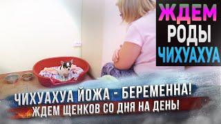 Чихуахуа на последних днях беременности! Ждем щенков!