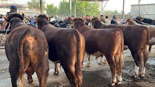 Qoqon mol bozori semiz boqma va yosh buqalar narhlari bilan tanishing 21.05.2025yil