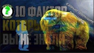 Гигантопитеки: самые большие обезьяны древности