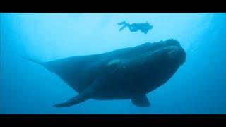 The Whale at Scale: A Short Documentary