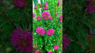 #natural Pink Aster flower #beautiful #flowers