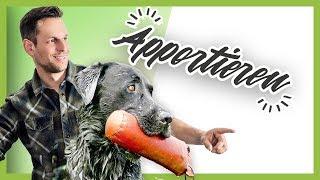 Wie du deinem Hund perfektes APPORTIEREN beibringst (Hundetraining Tutorial)