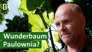 Schnellwachsend und hitzeresistent: Ist die Paulownia der Wunderbaum für Bayern? | Unser Land | BR