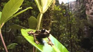 Finding a New Species of Tree Frog on an "Island in the Sky"
