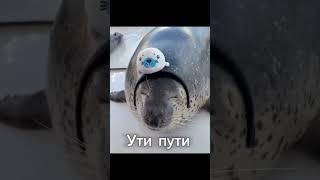 Ути пути #seal #memes #популярный #cute #тюлень #edit #funny #animals #мем