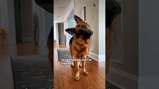 German Shepherds aren’t for everyone. #germanshepherd #dog