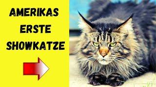 Maine Coon - Intelligent und Freundlich (Die Maine Coon Katze im Rassenportrait)