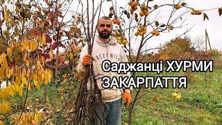 Саджанці ХУРМИ. Закарпаття. Закарпатці приходьте! ВЖЕ НЕМАЄ саджанців! БУДУТЬ ОСІННЮ 2023 р.