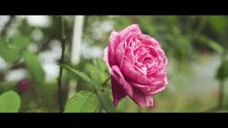 My Garden Rose Cinematic - A6300 - Vietnam