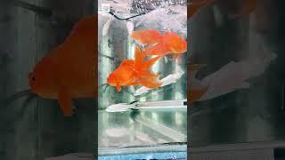 Lucky Aquarium ( The Amazing Pair of goldfish ) #fish #viral #trending #goldfish #aquarium