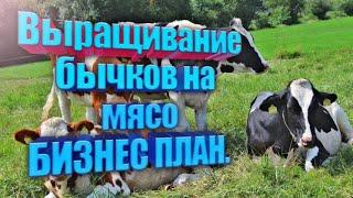 Выращивание бычков на мясо. Бизнес план.