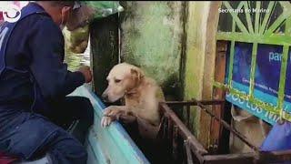 Mexican Navy Rescues Dog From Floodwaters