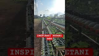 INSPIRASI PETANI BSM BAYU SEHAT MANDIRI