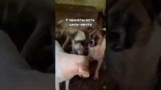 У нас есть мечта #помощьживотным #приютдлясобак #помощь #helpanimals #животные #творидобро #мечта