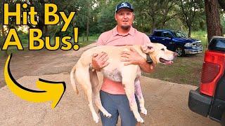 Our Dog Got Hit By A School Bus!