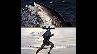 Great White Shark vs Human