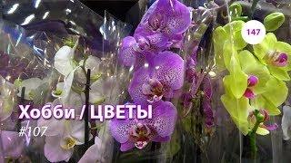 147#107 / Хобби Цветы / 22.01.2019 - АШАН И ИКЕА (ХИМКИ). ОБЗОР