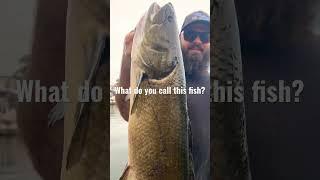 These go by many names, I always called them dogfish. #midwestfishing #fishinglife
