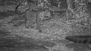 Leopard Curiosity vs. Crocodile Cool