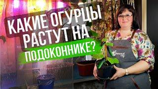 Как вырастить огурцы на подоконнике к 8 марта - советы Е. Новиковой. 2 надежных способа посева семян