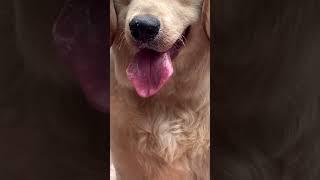 Asmr mouth sounds of.... Lulu  #asmr#mouthsounds #dog #funny #shorts