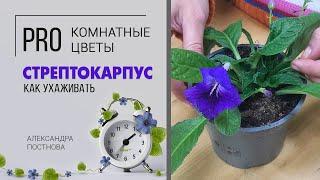 Стрептокарпус - интересный родственник фиалки. Давайте познакомимся поближе.