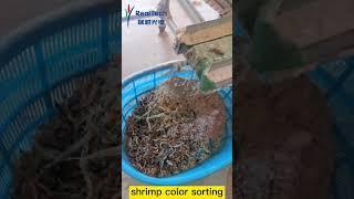 shrimp color sorting sea foods color separating #seafoods #shrimpcolorsortermachine