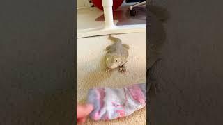 Bearded Dragon Is Obsessed With This One Sock | The Dodo