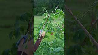 For bitter gourds to grow well pruning and topping are indispensable#Agricultural planting