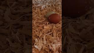 Our chick's we picked up in April are starting to lay eggs!