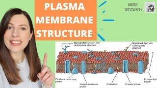 PLASMA MEMBRANE structure and function: Phospholipid bilayer for A-level Biology. Fluid-mosaic model