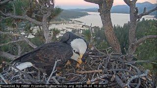 Jackie and Shadow's evening rendezvous at the nest FOBBV CAM Big Bear Bald Eagle Live Nest - Cam 1