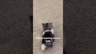 Kitty is learning how to walk #walk #kitty #foryou #shortsfeed #youtubeshorts