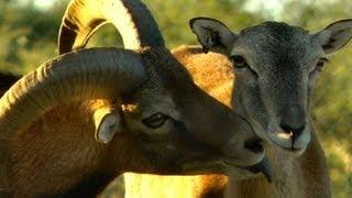 Breeding Behavior in the European Mouflon Sheep (HD)